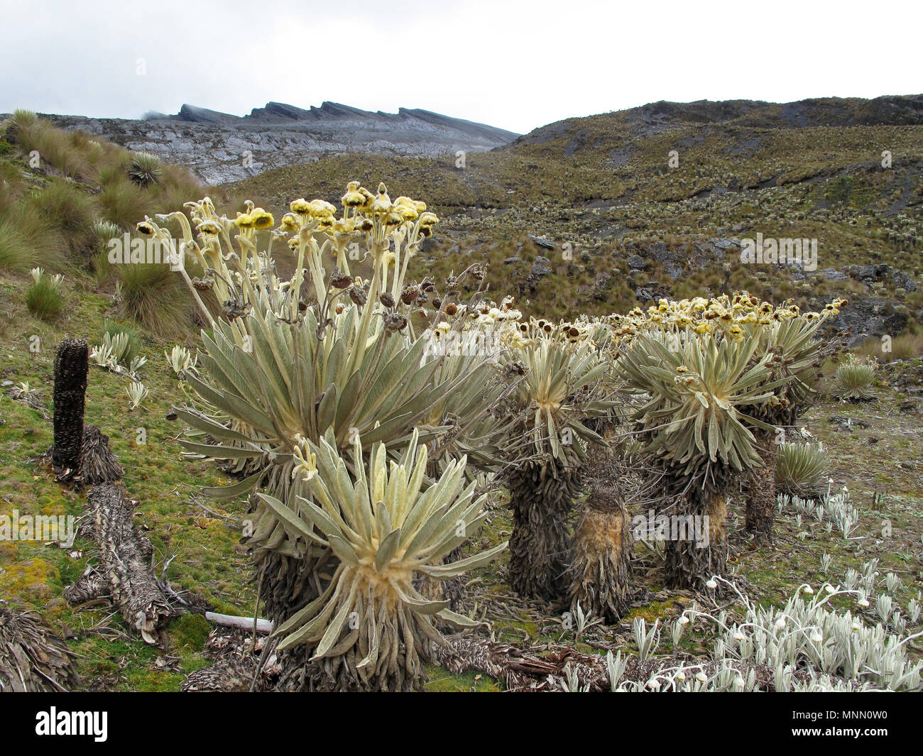 Frailejon Stock Photos & Frailejon Stock Images Alamy