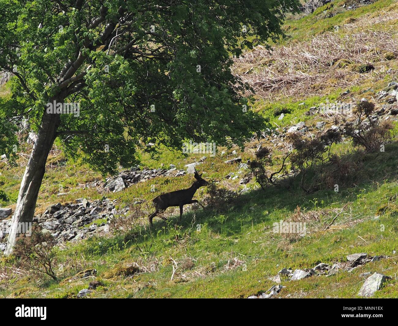 Roe Deer Buck out in the open on the side of Hen Comb, Lake District National Park, Cumbria, United Kingdom Stock Photo