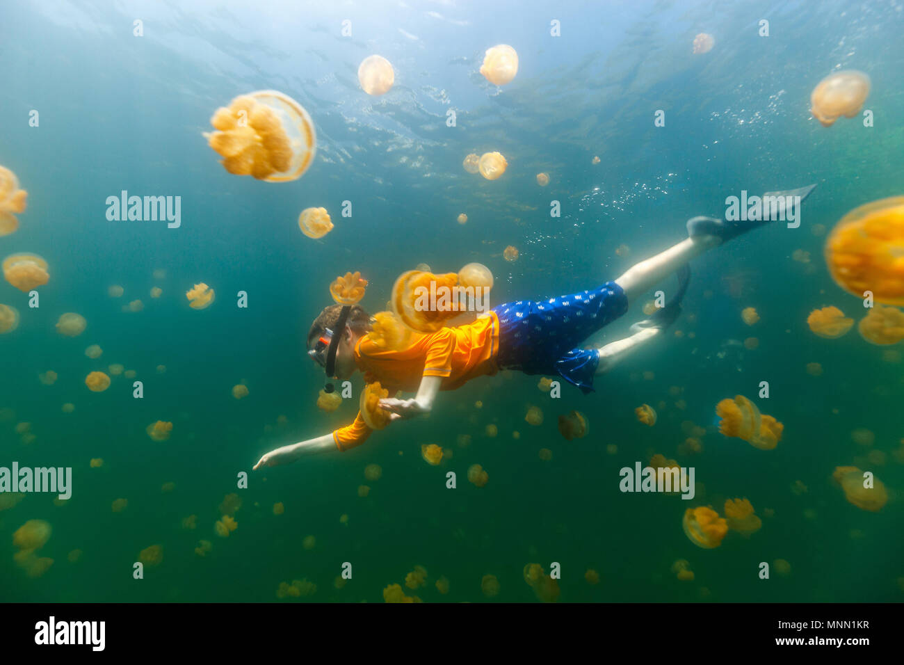Underwater photo of child diving with endemic stingless jellyfish in