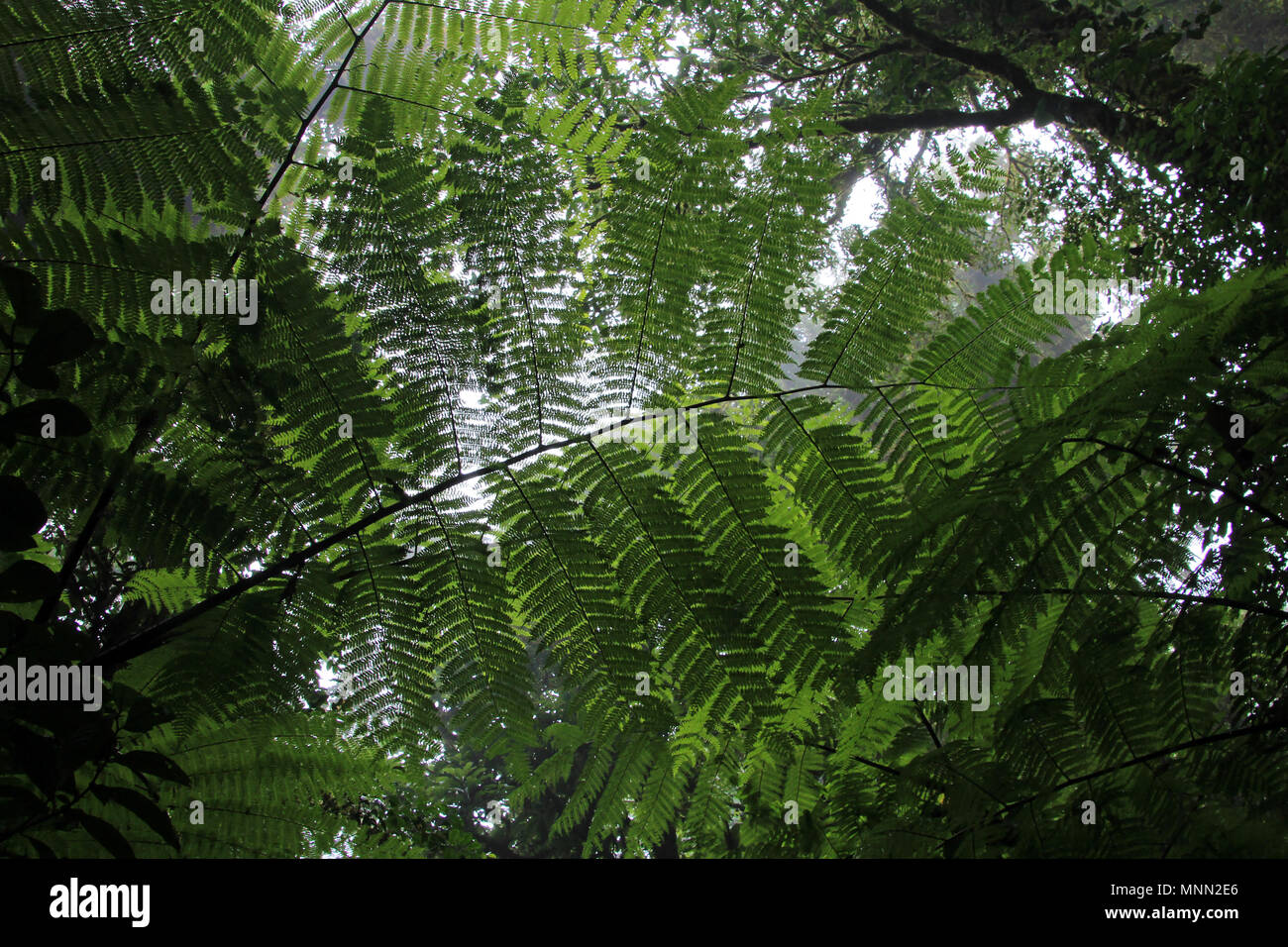 Cloud forest of Reserva Biologica Bosque Nuboso Monteverde, Costa Rica Stock Photo