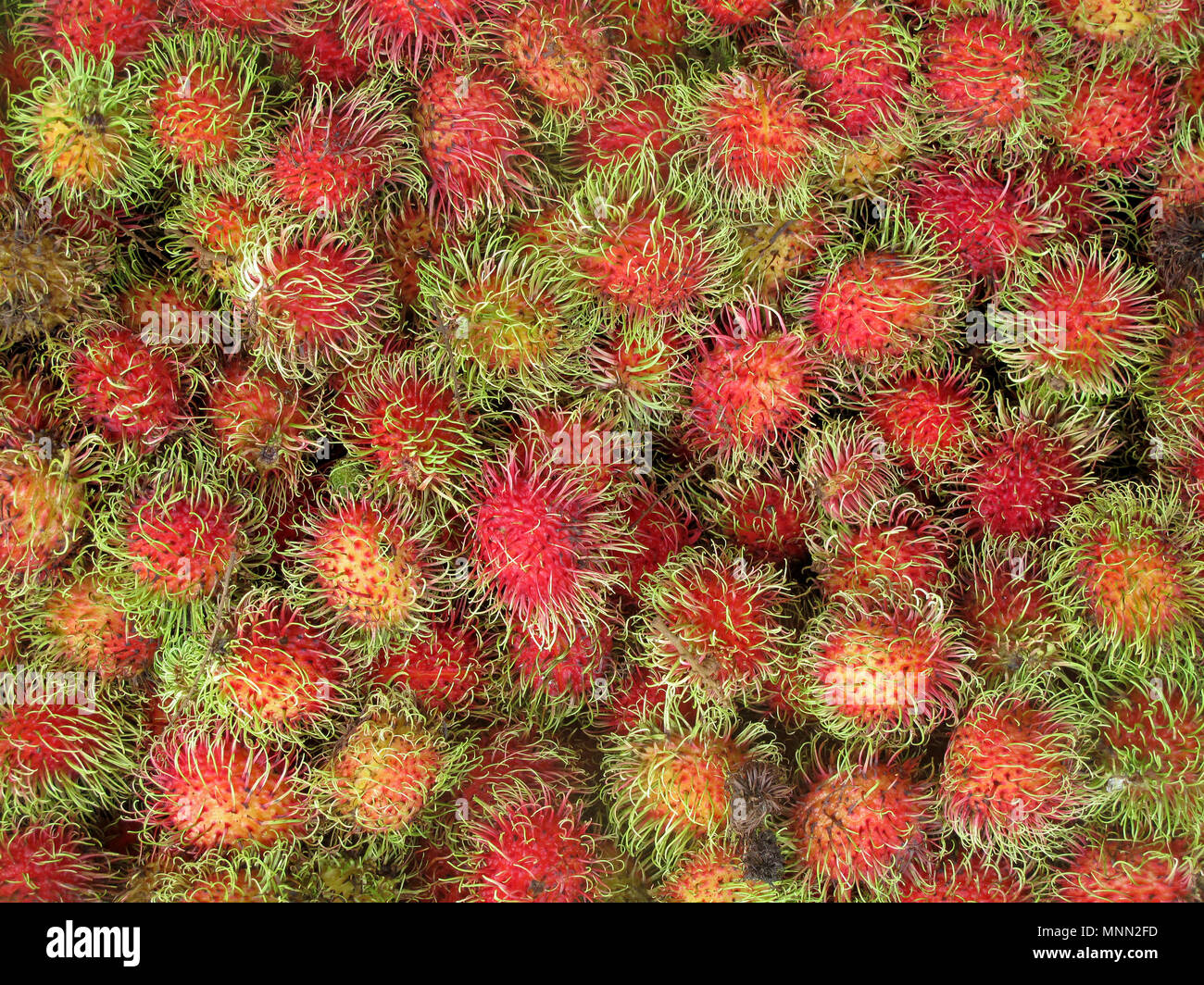 Rambutan, Nephelium Lappaceum, the lychee like fruit with long hooked spines, Costa Rica, Central America Stock Photo