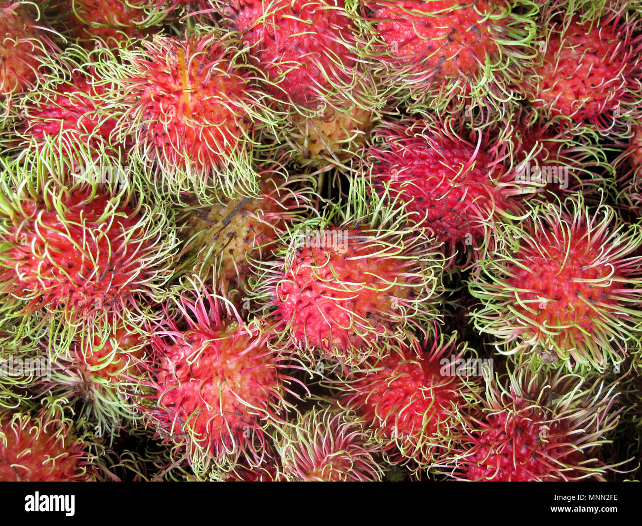 Rambutan, Nephelium Lappaceum, the lychee like fruit with long hooked spines, Costa Rica, Central America Stock Photo