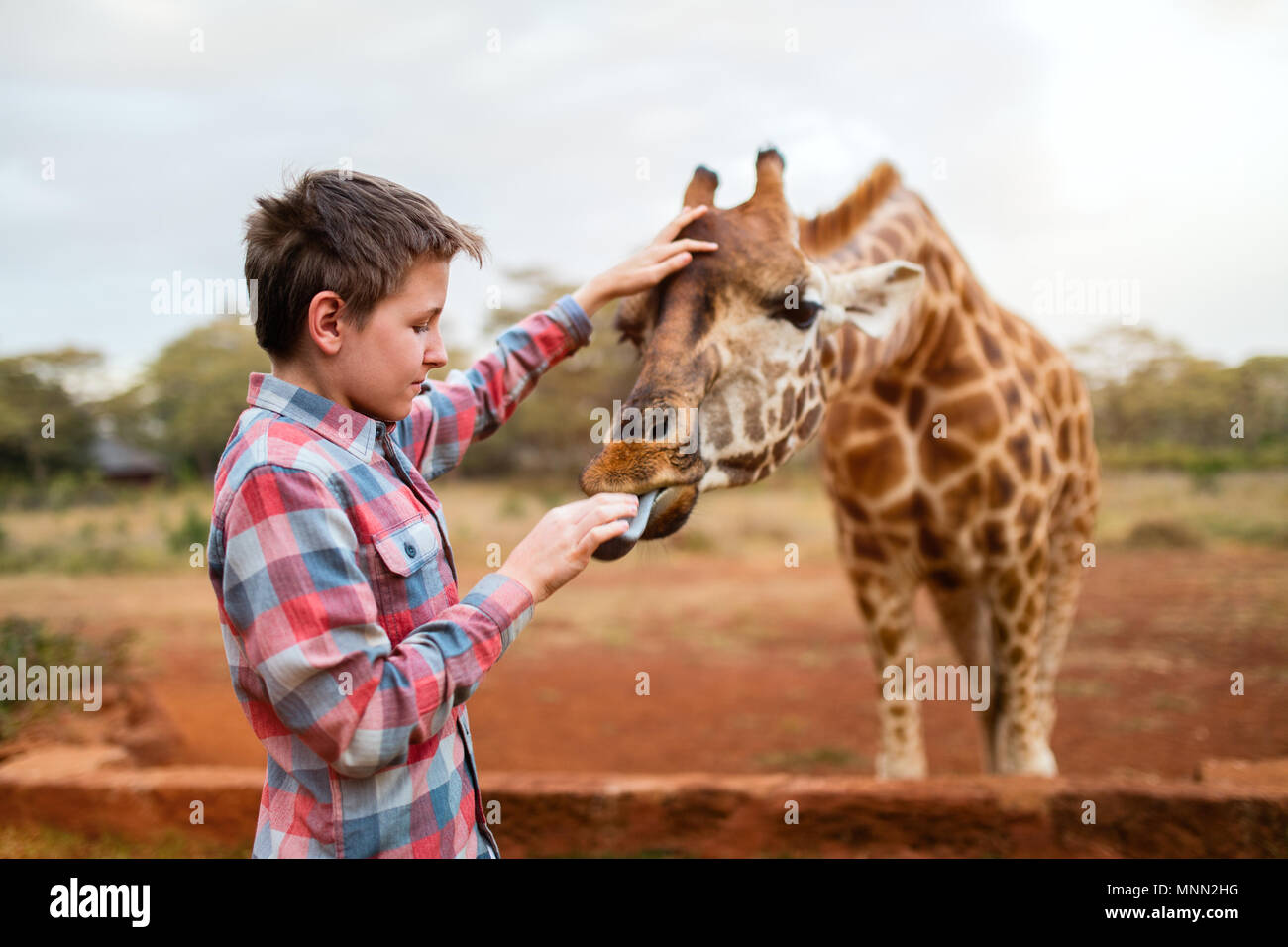 Young teenage boy feeding giraffes in Africa Stock Photo