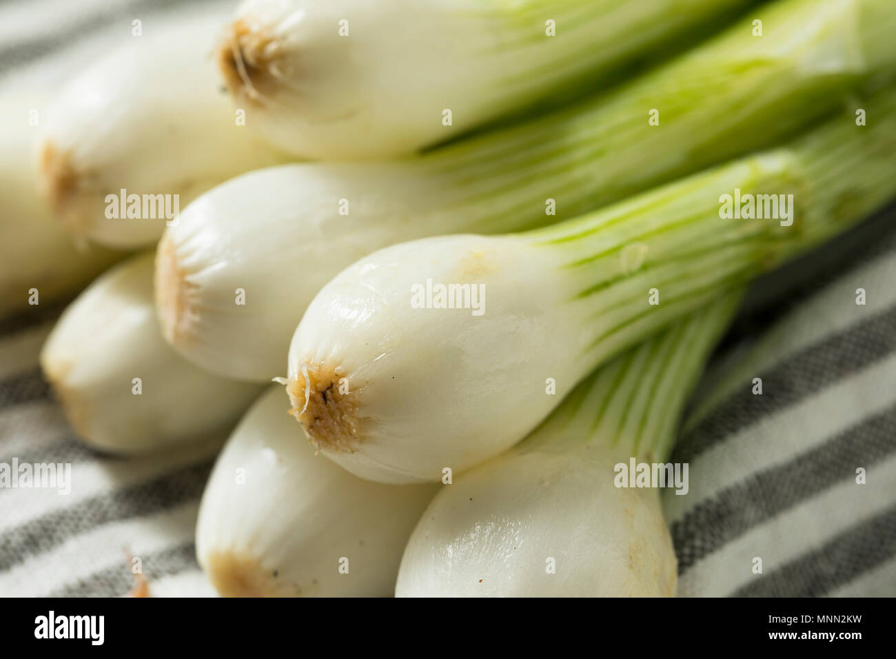 Raw Green Organic Spring Bulb Onions Ready to Cook With Stock Photo