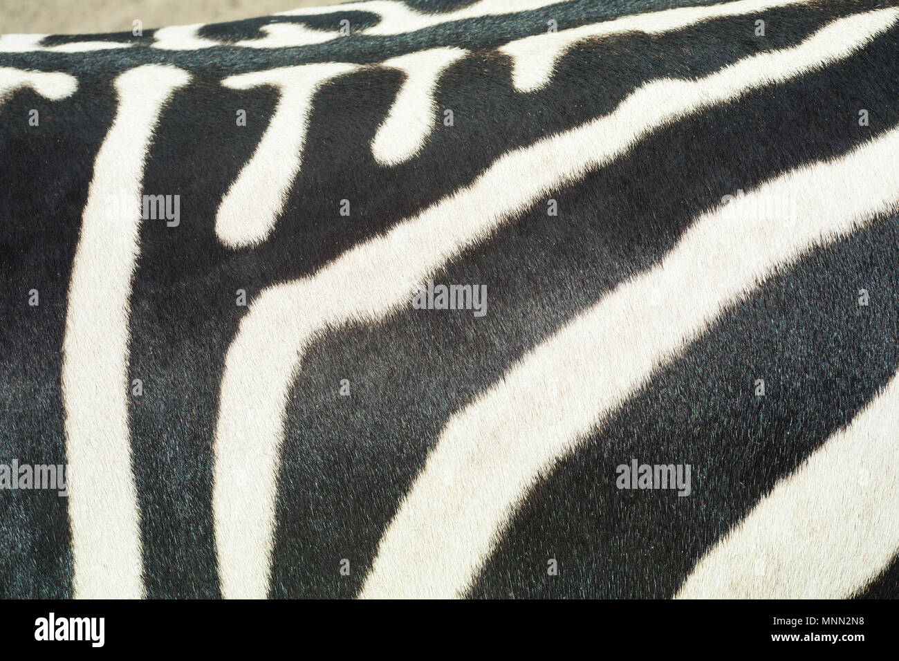 zebra skin texture, wild animal Stock Photo Alamy