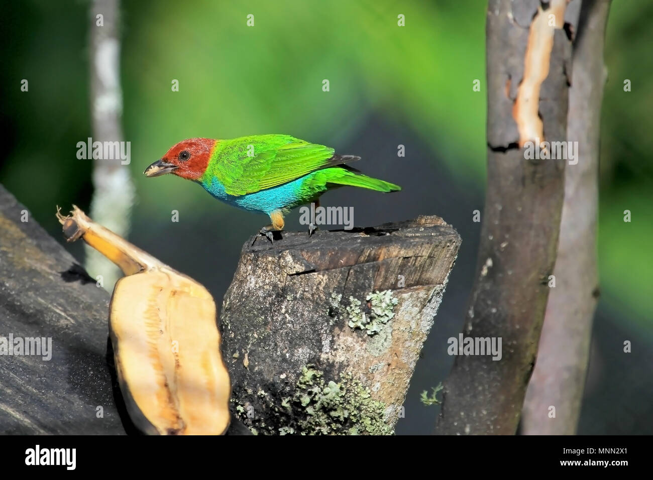 Bay-headed Tanager, Tangara Gyrola Toddi, beautiful red green and blue songbird, El Jardin, Colombia Stock Photo