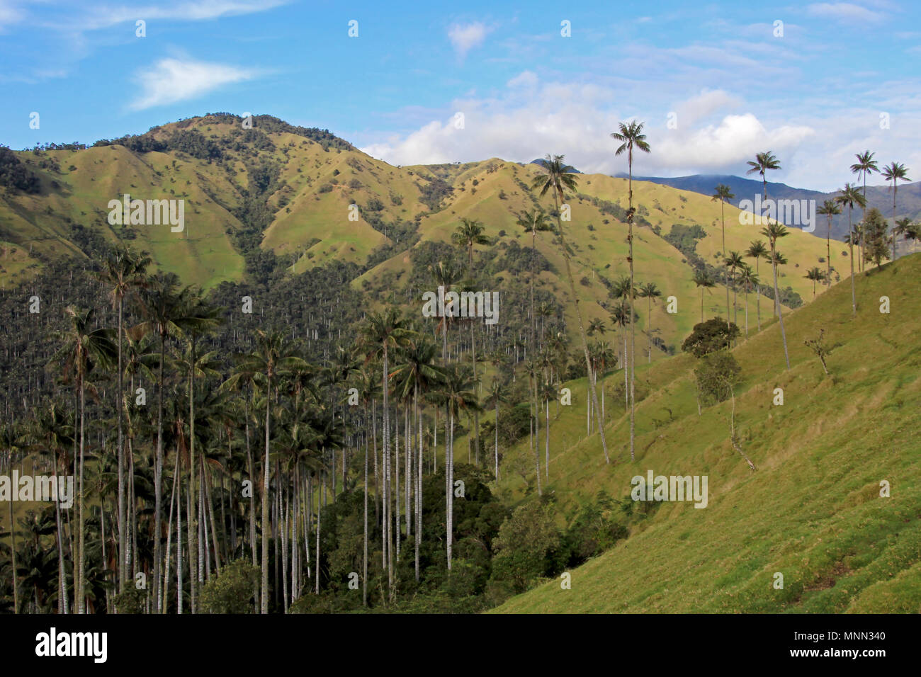 Landscape of wax palm trees in Cocora Valley near Salento, Colombia Stock Photo
