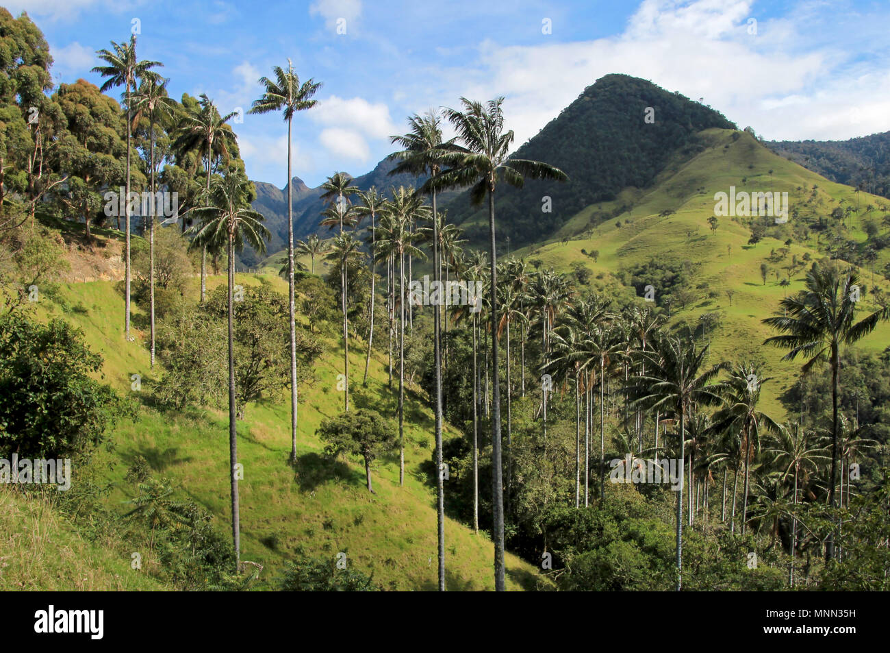 Wax Palm Tree Colombia High Resolution Stock Photography and Images - Alamy