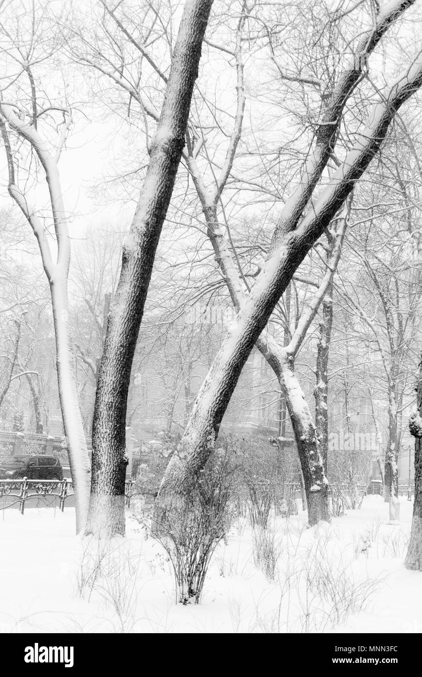 trees covered with snow in winter park Stock Photo - Alamy
