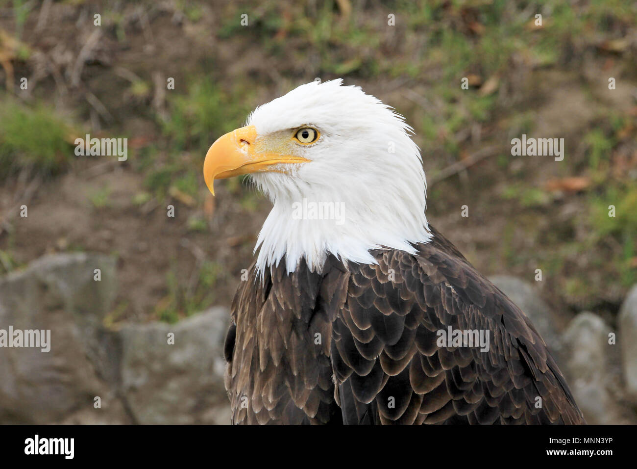American Bald Eagle, Haliaeetus Leucocephalus, close up portrait of