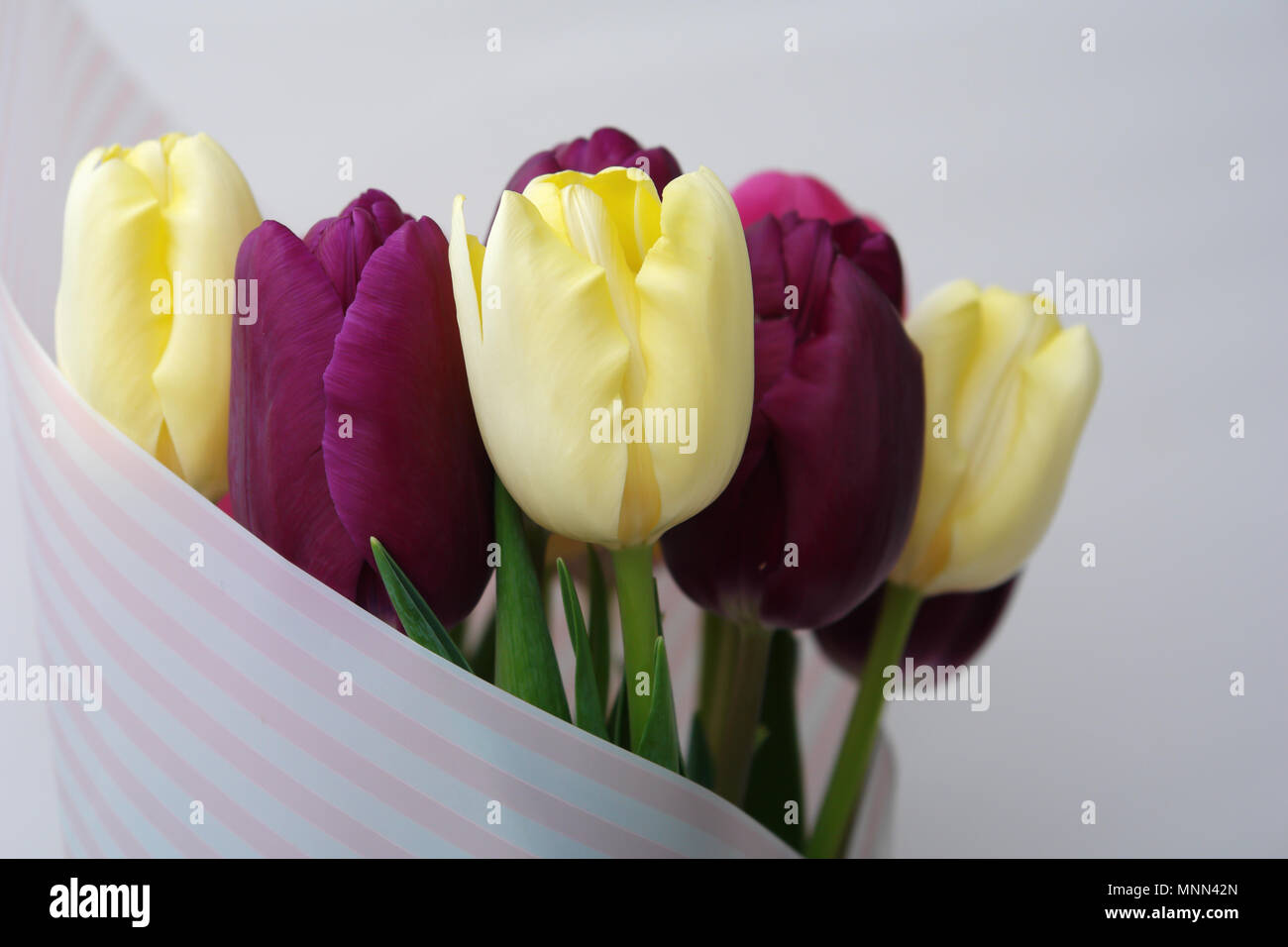 Delicate bouquet of yellow and burgundy tulips on a white background. Stock Photo