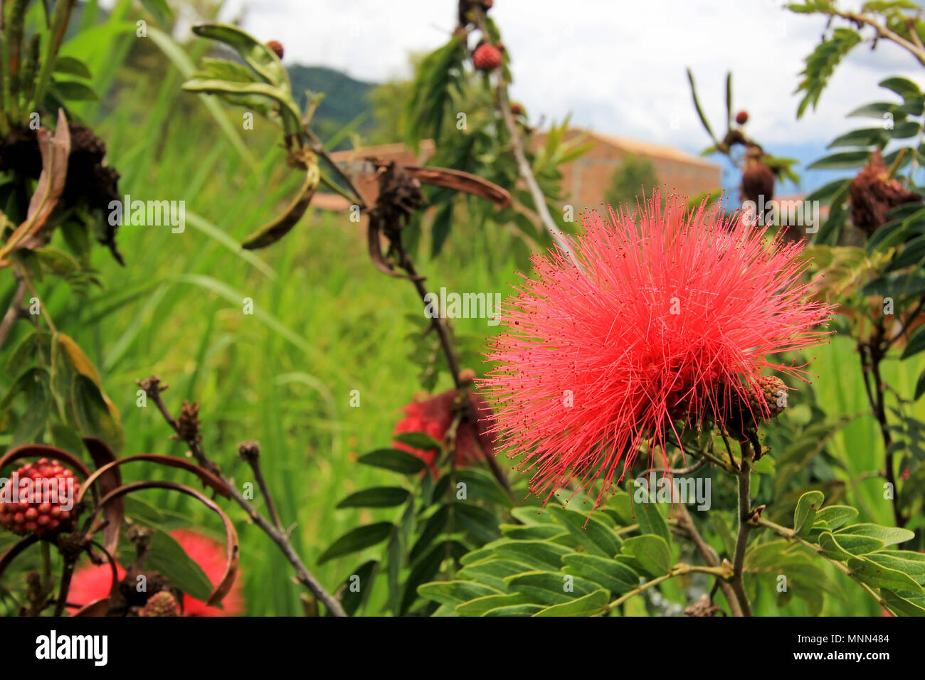 Red Calliandra Carbonaria flower, Colombia Stock Photo