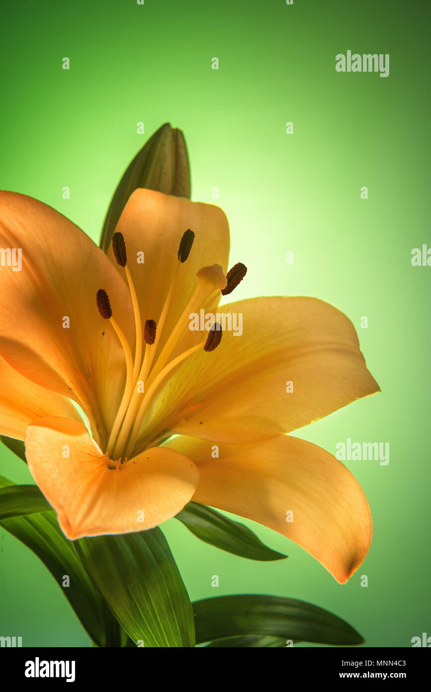 Golden yellow lily flower and bud with soft golden glowing effect. Selective focus. Vertical green graduated background for greeting card with copy sp Stock Photo