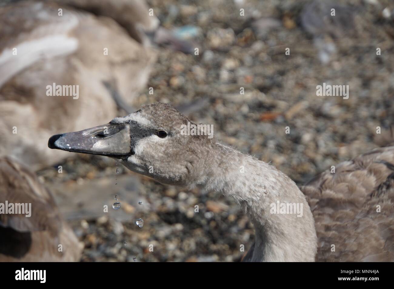 Cygnet (baby swan) drinking water at a shingle beach in Saltash, Cornwall, and dribbling. Stock Photo