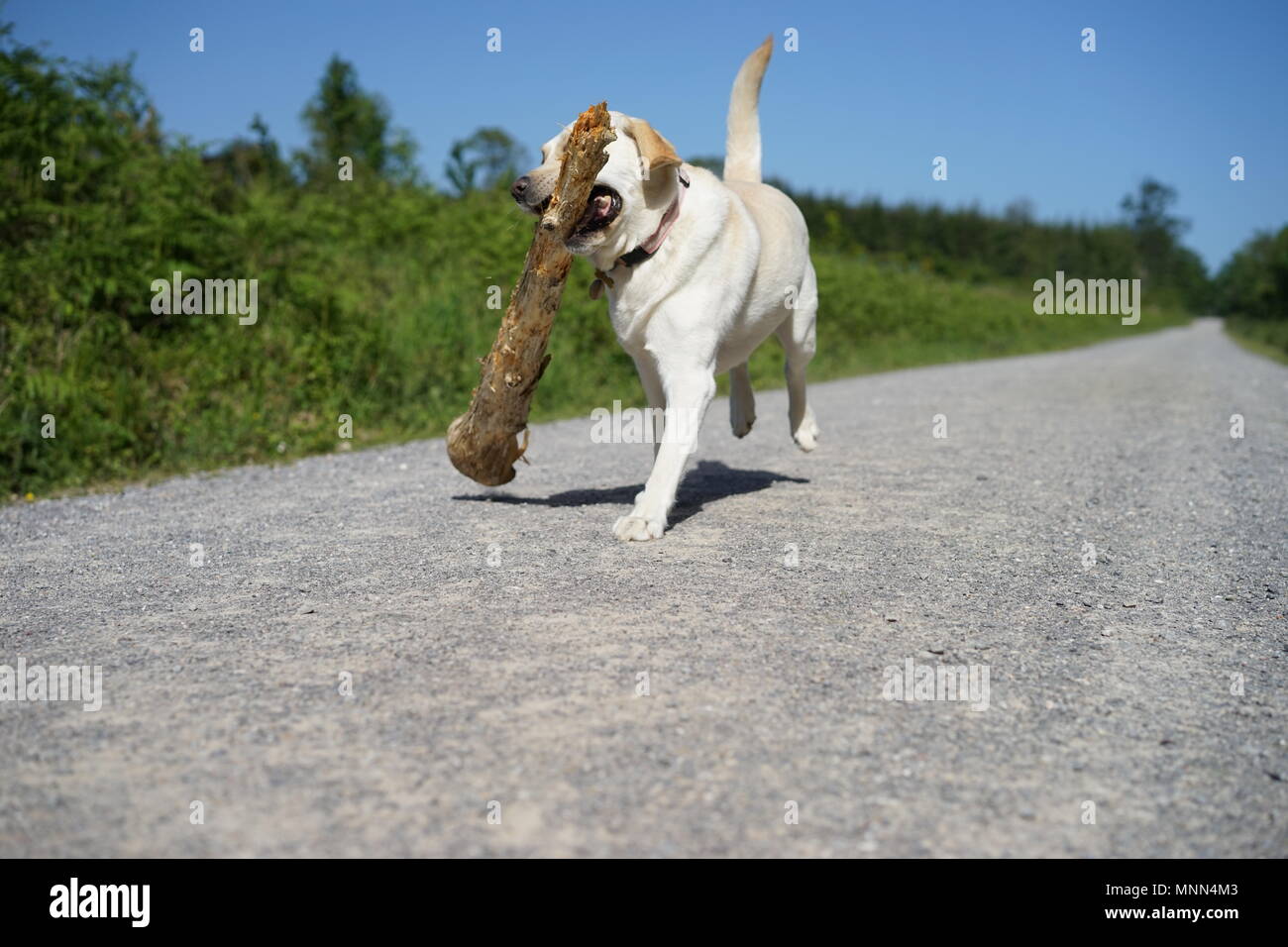 Ambitious yellow Labrador running in the countryside on a summer’s day with a giant stick in her mouth Stock Photo