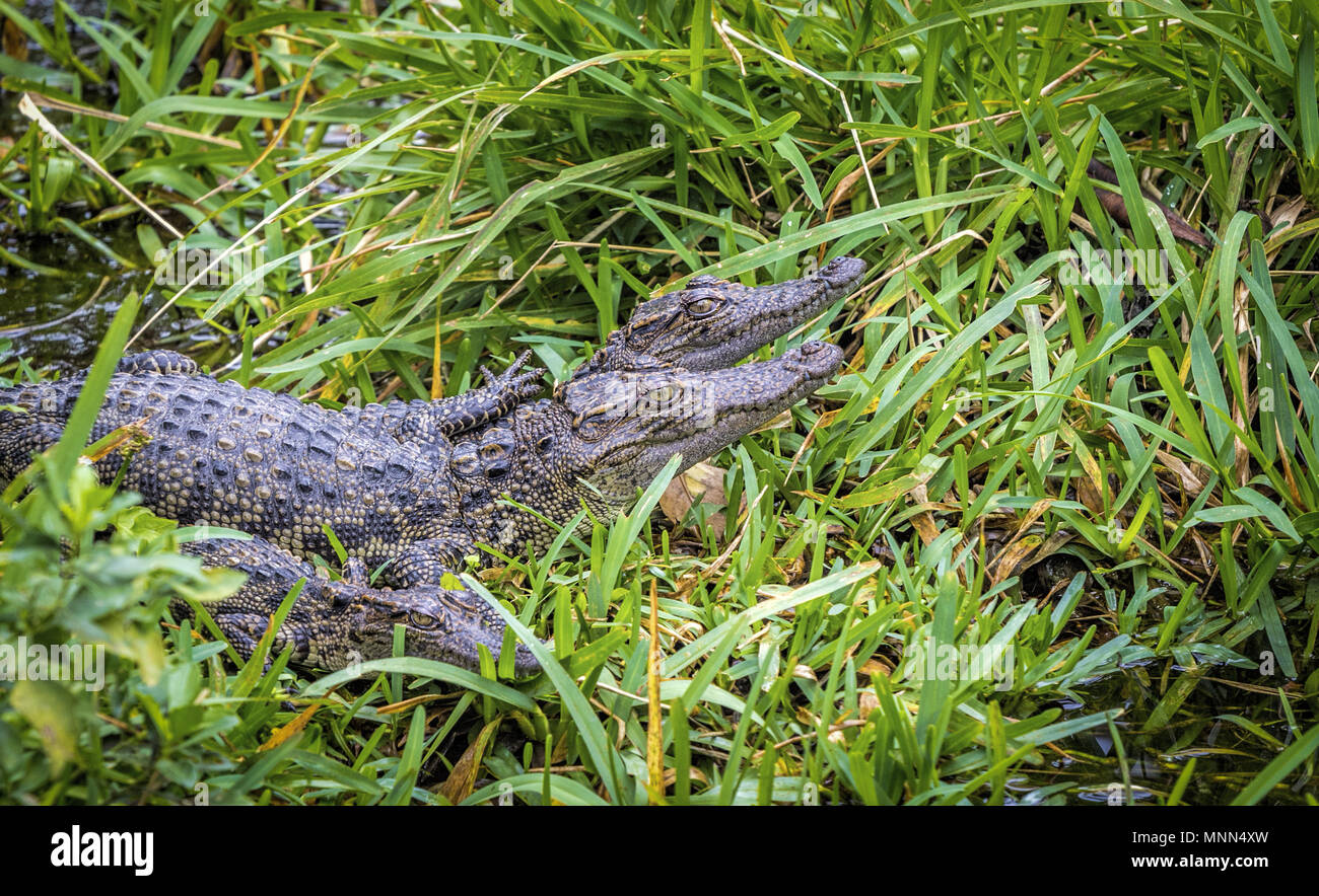 Cute Critically endangered Siamese Crocodile babies sunning themselves in the grass Stock Photo
