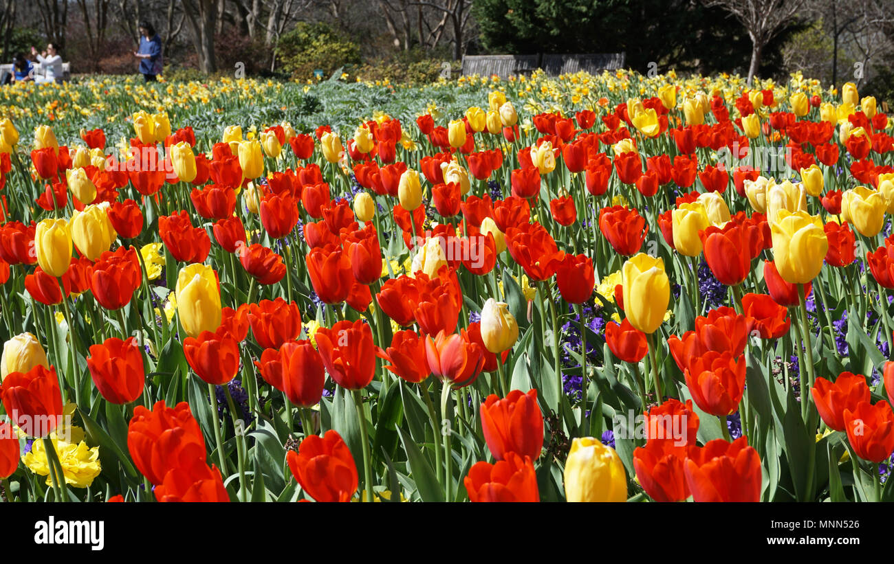 Dallas texas arboretum tulip hires stock photography and images Alamy