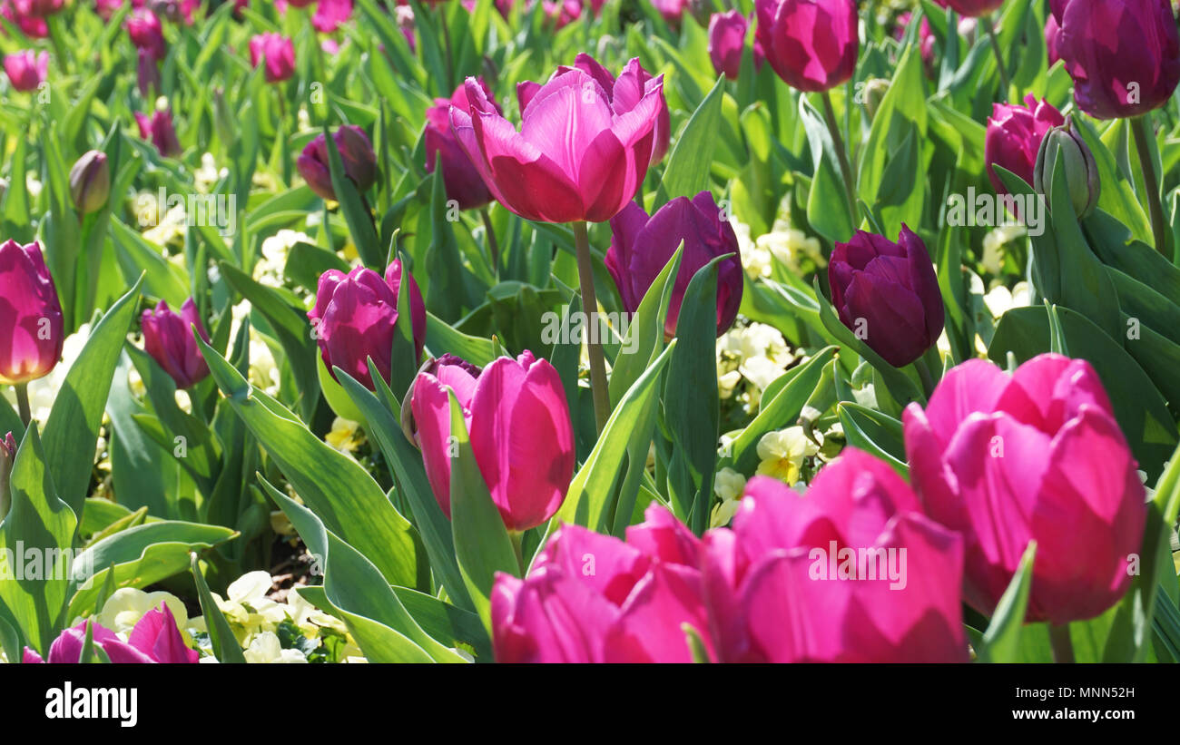 Dallas texas arboretum tulip hires stock photography and images Alamy