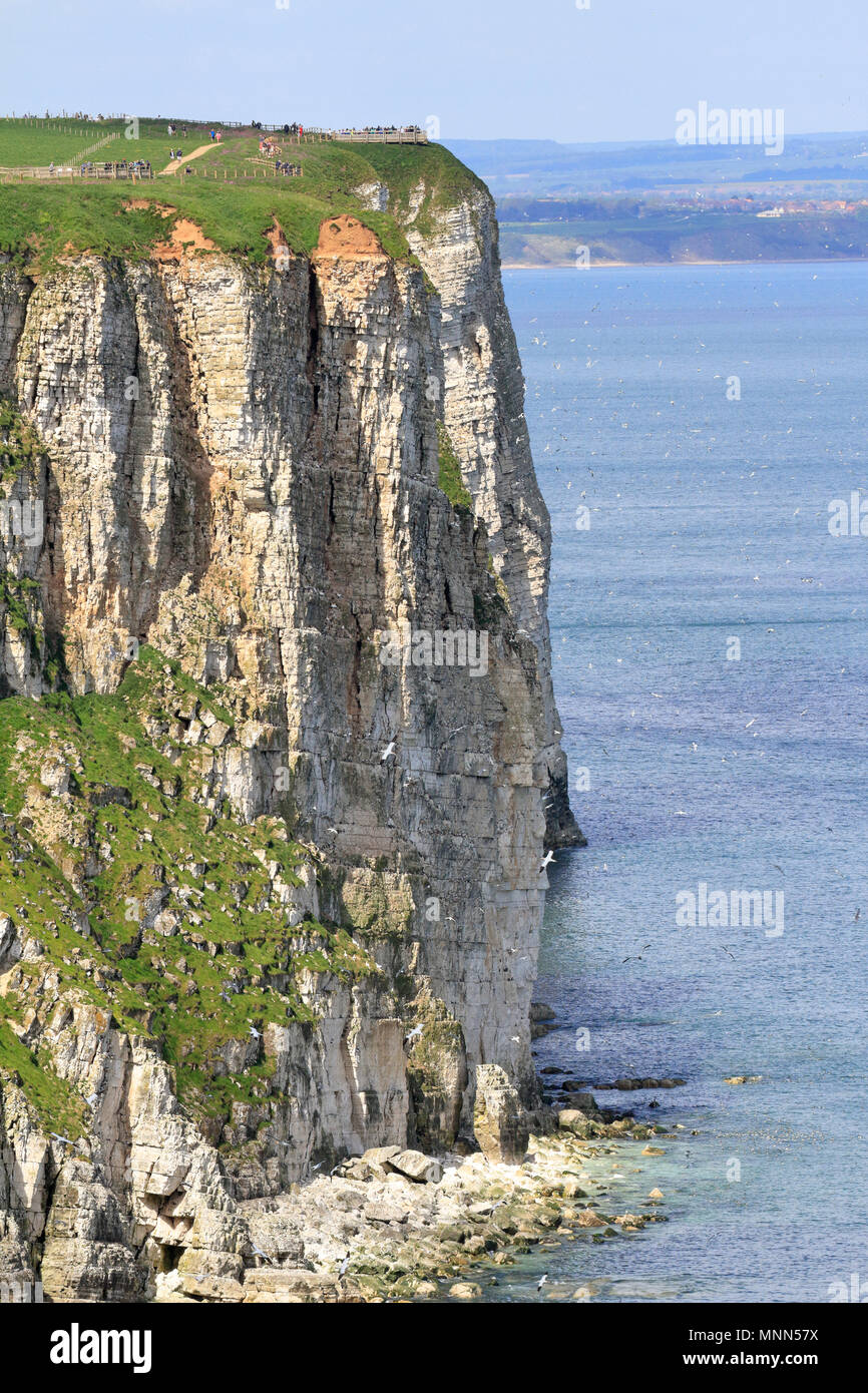 People at viewpoints on the 100 m high cliffs at RSPB Bempton Cliffs reserve near Bridlington, East Yorkshire, England, UK. Stock Photo