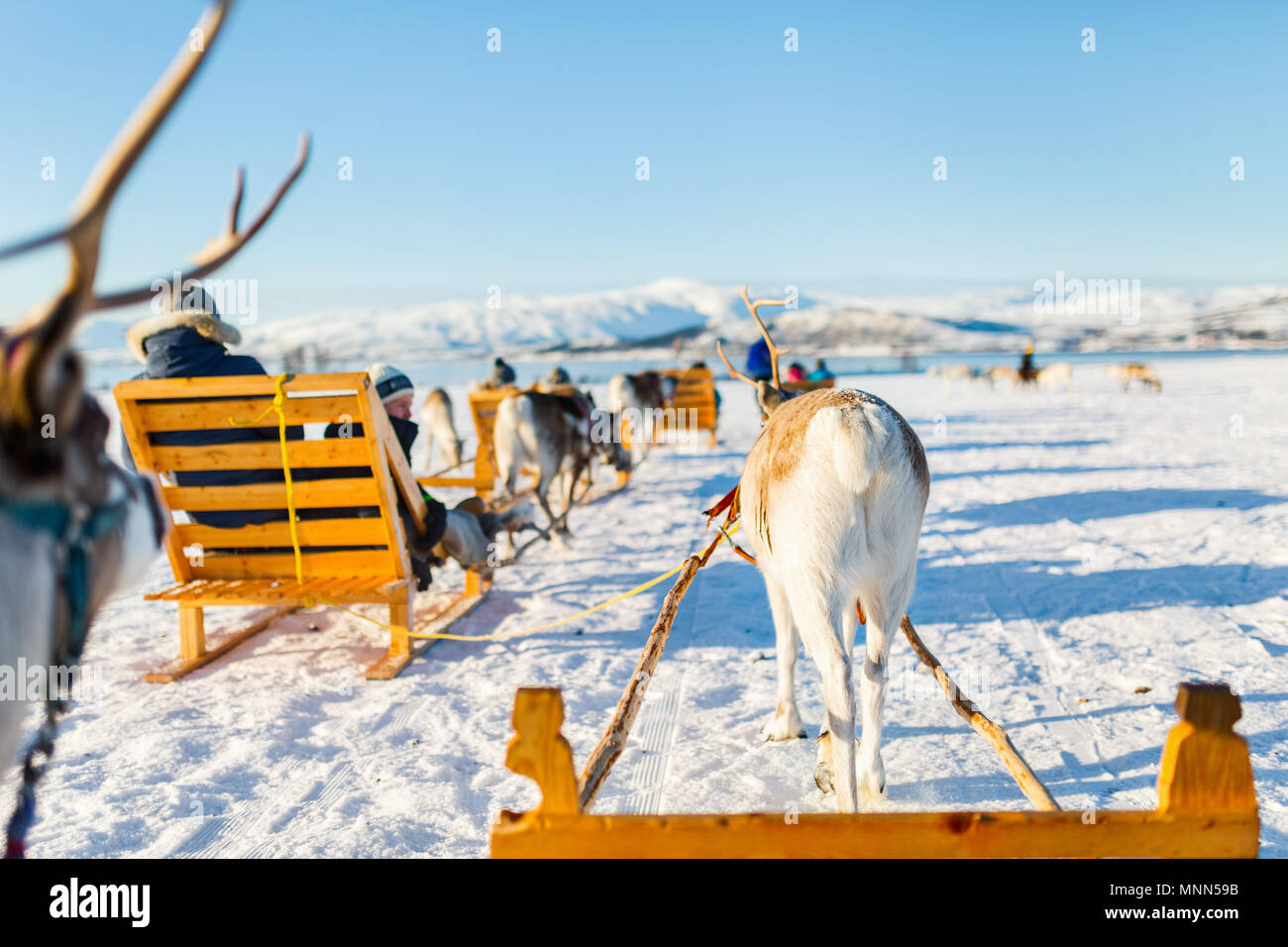 Teenage boy and his family sledding at reindeer safari on sunny winter day in Northern Norway Stock Photo