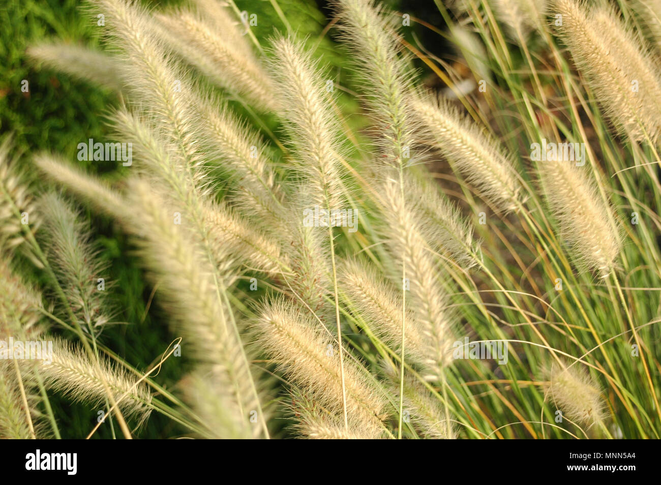 Closeup of ornamental fountain grass Stock Photo