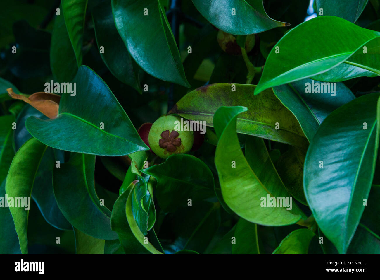 Mangosteen tree hires stock photography and images Alamy