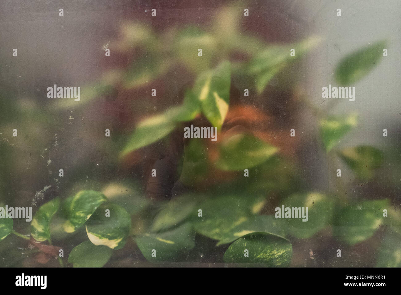 Green leaves of domestic ivy for a translucent glass in a greenhouse. Stock Photo