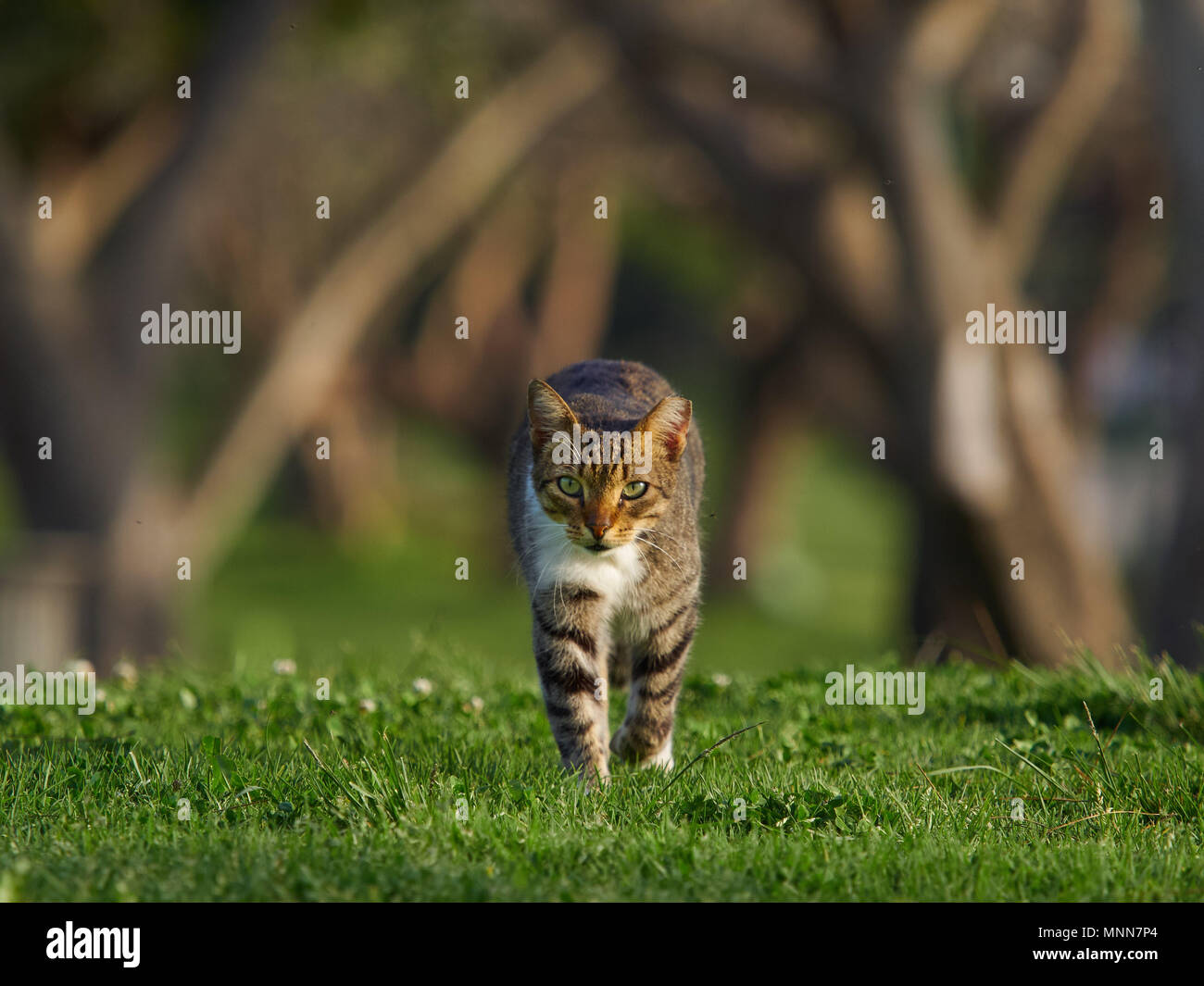Striped brown cat with bright green eyes walks along a green lawn, in the background tree trunks. Stock Photo