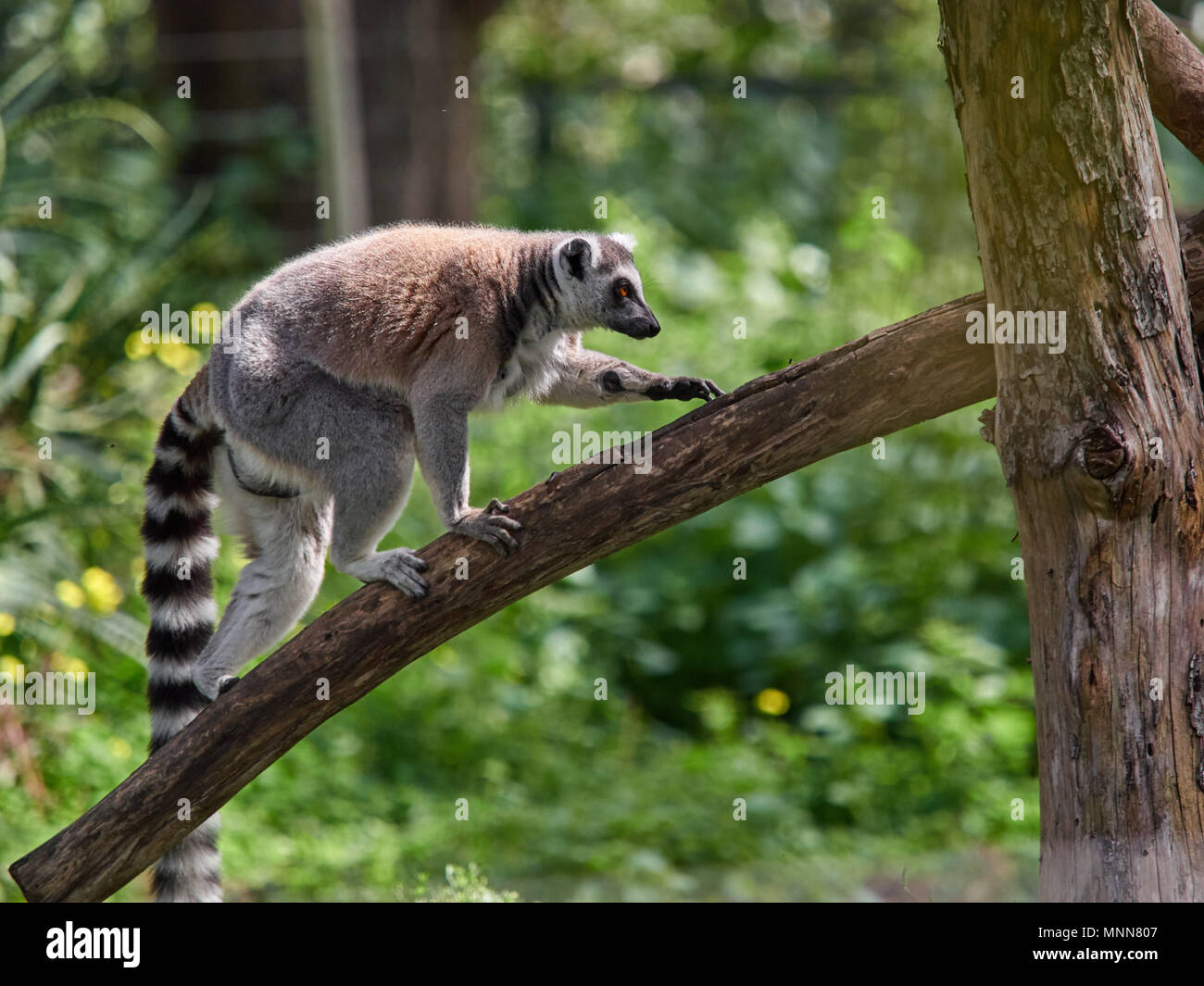 Striped tail hires stock photography and images Alamy