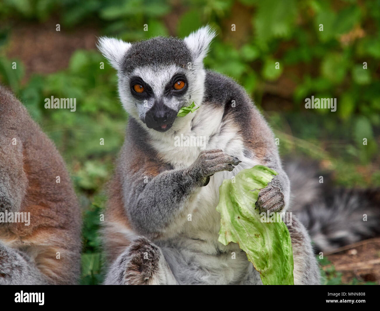The ringtailed lemur with red eyes and light hair looks straight into the lens, photographing the animal from a close distance. Stock Photo