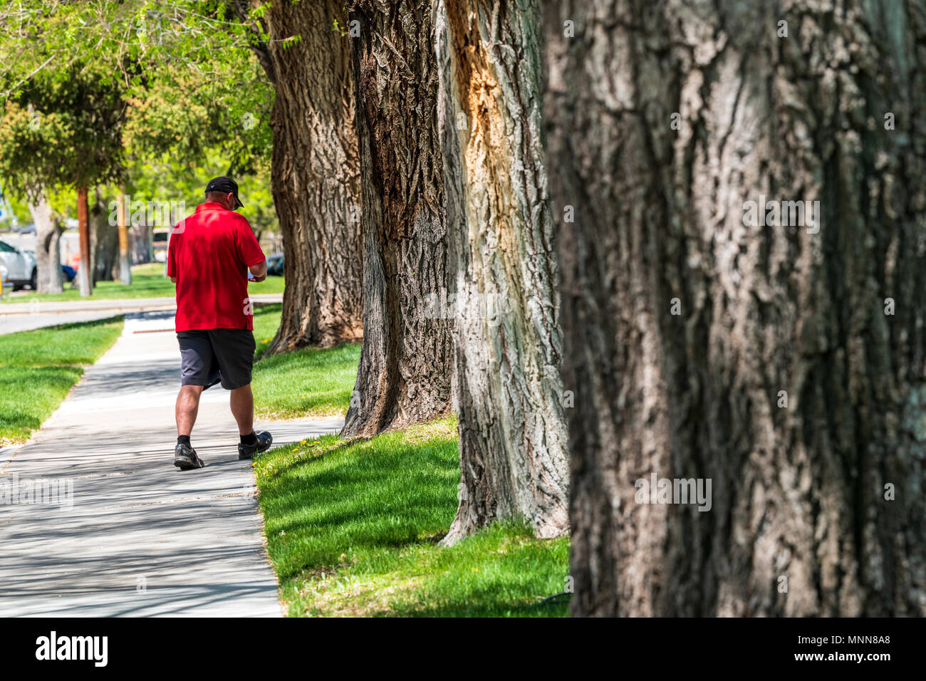 Male pedestrian walking on sidewalk; Cottonwood trees; Chaffee County Courthouse; Salida; Colorado; USA Stock Photo