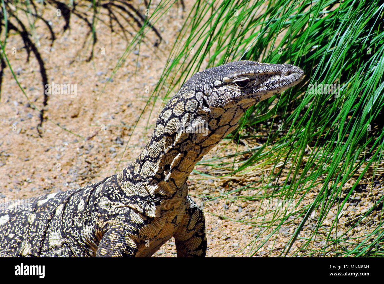 Extreme close up of a large wild Mangrove Monitor Lizard (family Varanidae) which was photographed on a shoreline in Southern Australia. Stock Photo