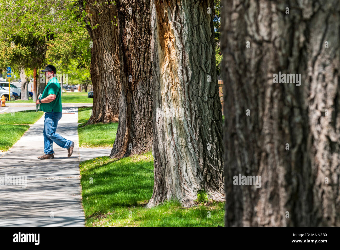 Male pedestrian walking on sidewalk; Cottonwood trees; Chaffee County Courthouse; Salida; Colorado; USA Stock Photo