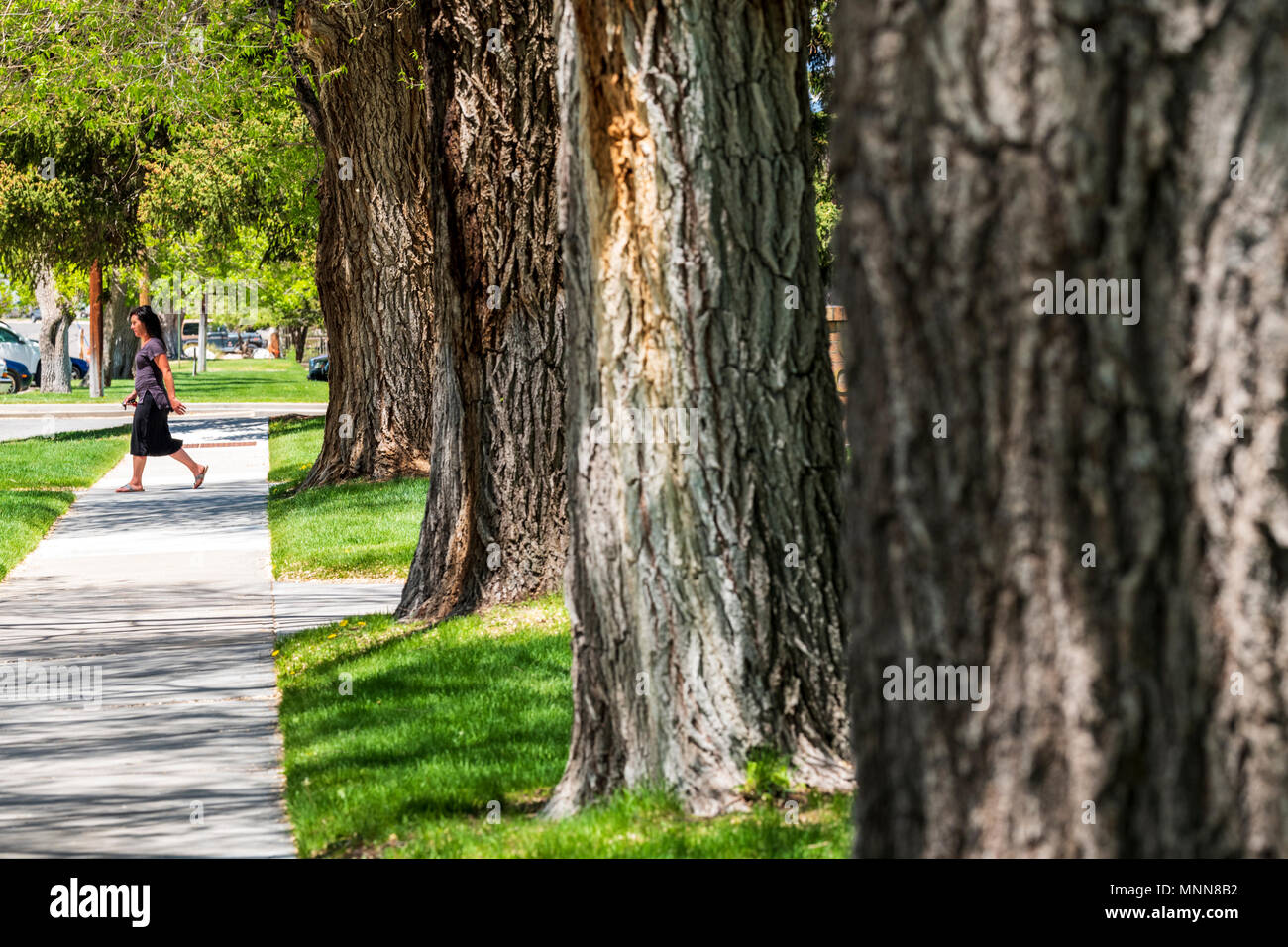 Female pedestrian walking on sidewalk; Cottonwood trees; Chaffee County Courthouse; Salida; Colorado; USA Stock Photo