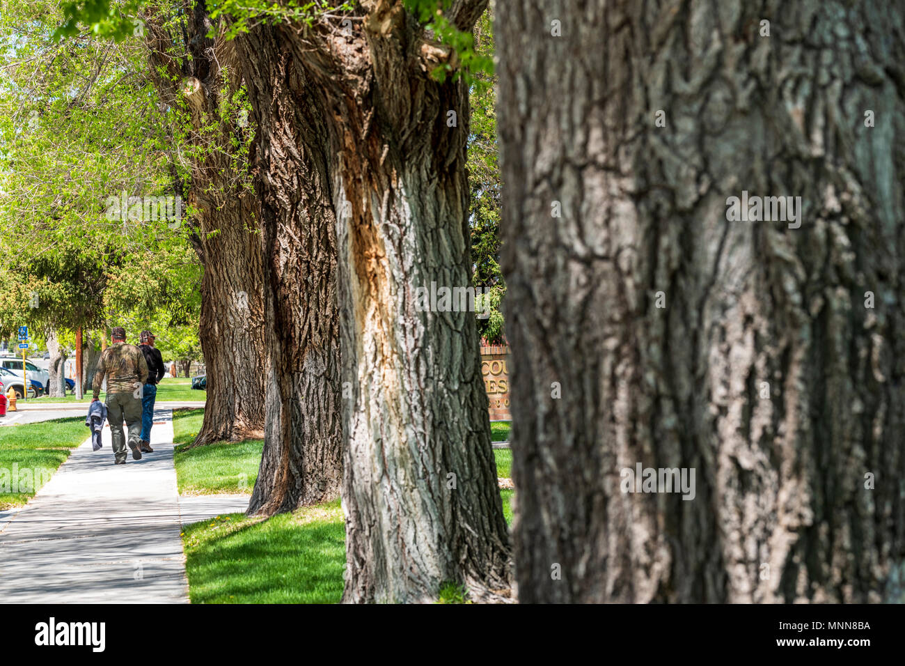 Male pedestrians walking on sidewalk; Cottonwood trees; Chaffee County Courthouse; Salida; Colorado; USA Stock Photo