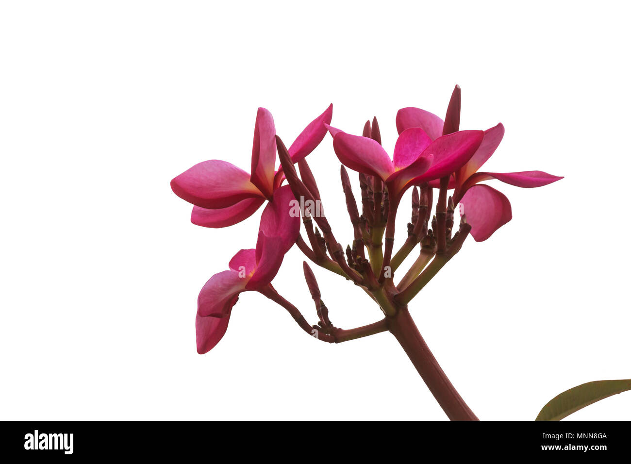 Plumeria on white background Stock Photo - Alamy