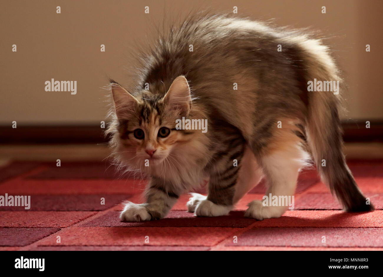 Norwegian forest cat kitten arched its back. She has an enemy somewhere Stock Photo