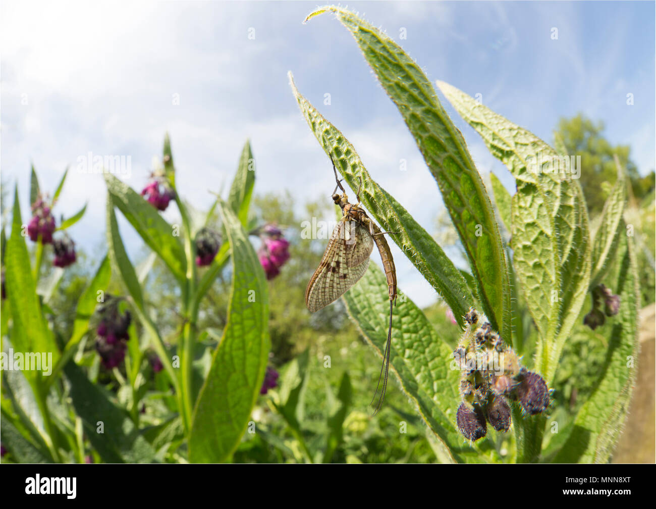 Short lived insects hi-res stock photography and images - Alamy