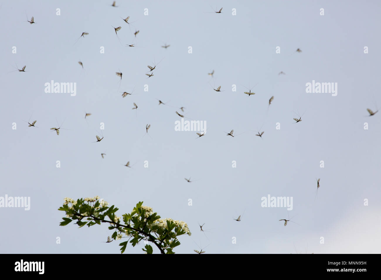 Trout dance hires stock photography and images Alamy