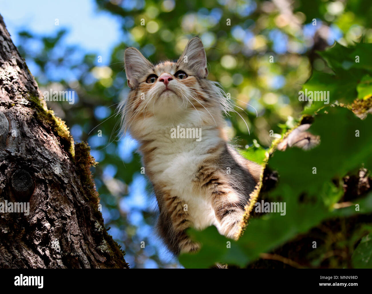 Norwegian forest cat is on tree Stock Photo