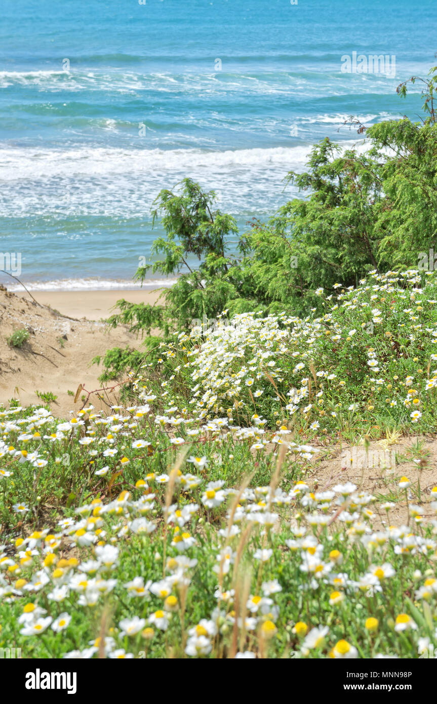 Sabaudia  beach with daisies - Italy Stock Photo