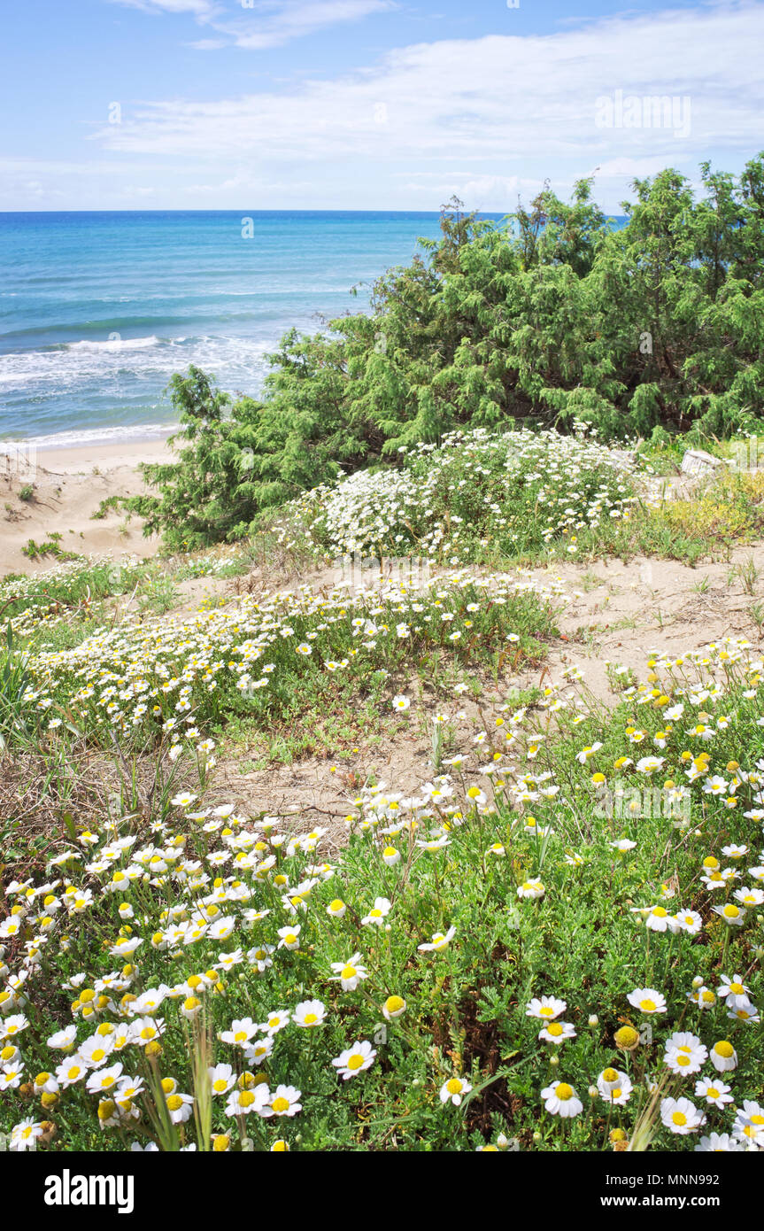 Sabaudia  beach with daisies - Italy Stock Photo