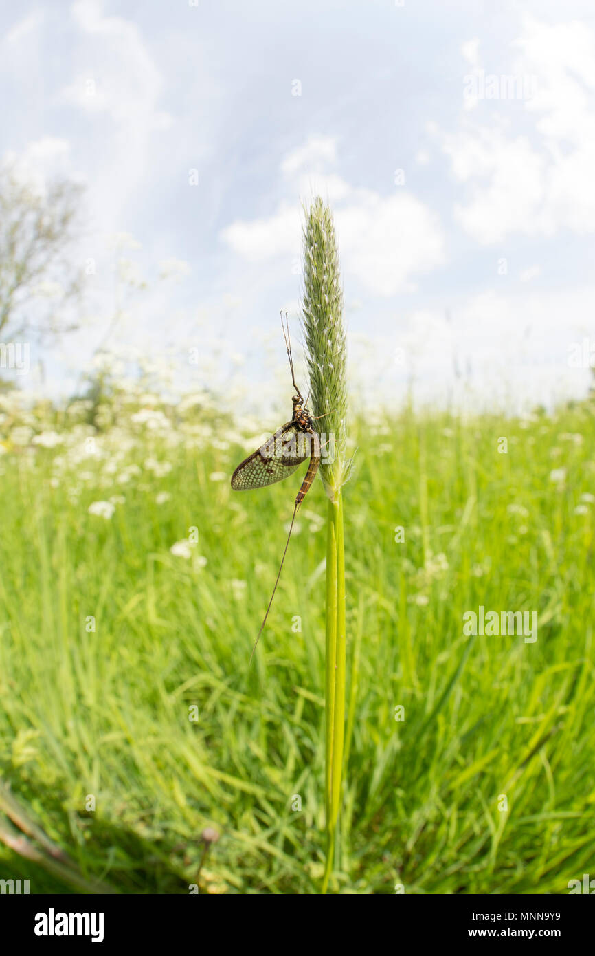 Trout fishing mayfly hatch hires stock photography and images Alamy