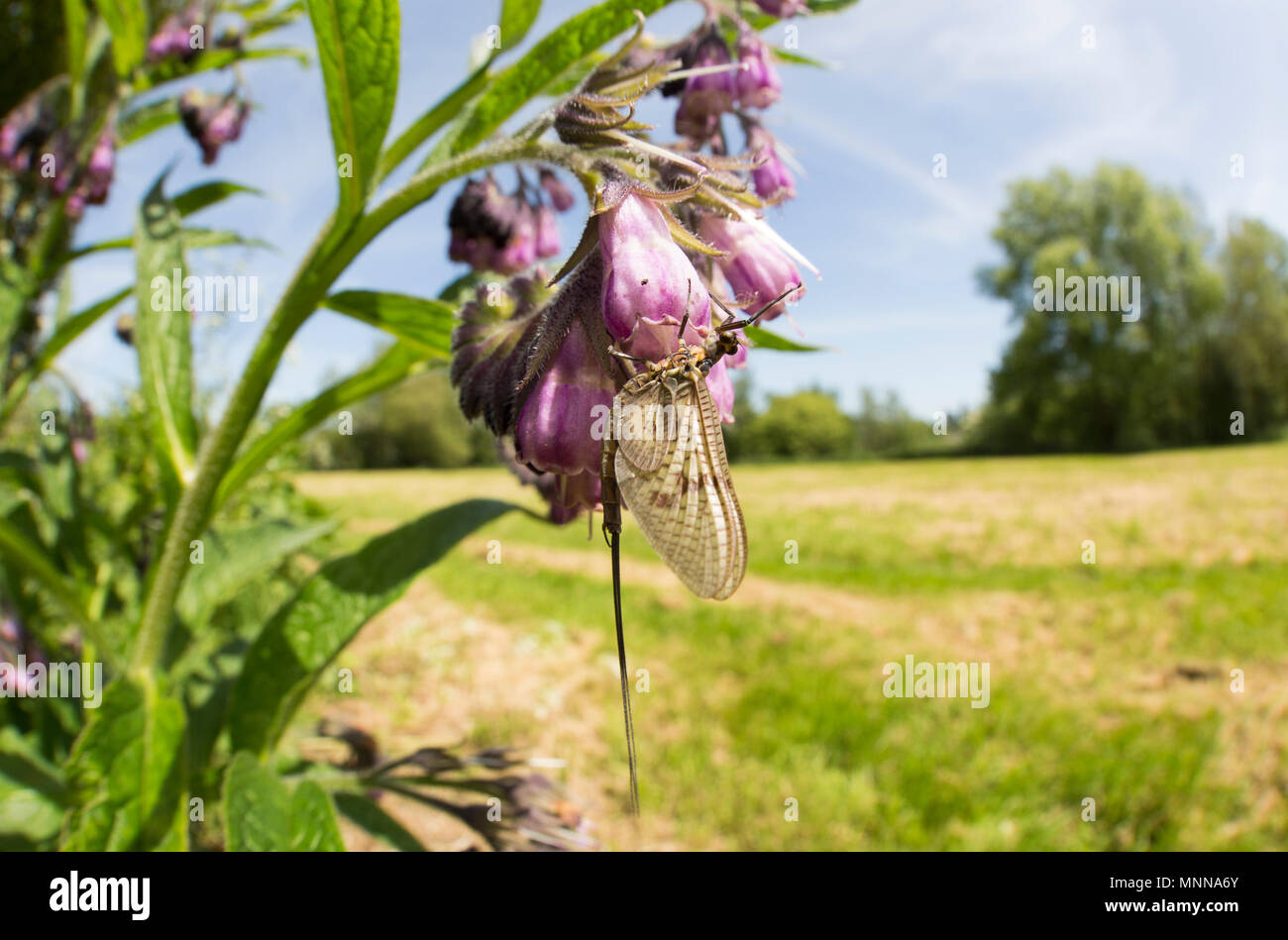 Mayflies UK Stock Photo