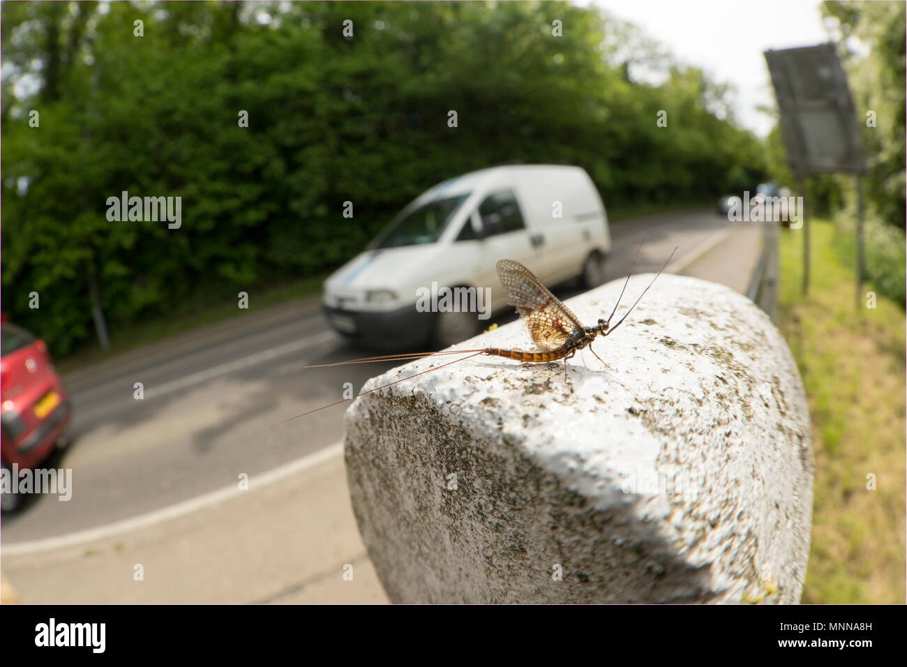 Mayfly UK Stock Photo