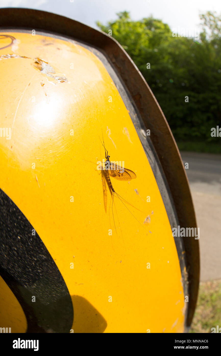 Mayfly UK Stock Photo