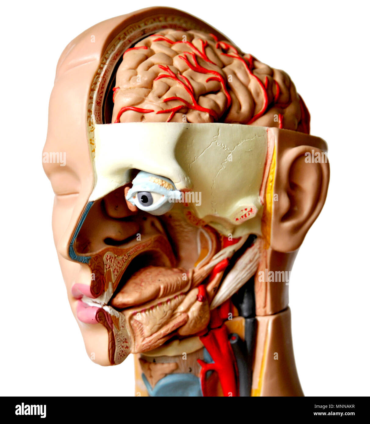 Anatomic models; anatomische modelle Stock Photo - Alamy
