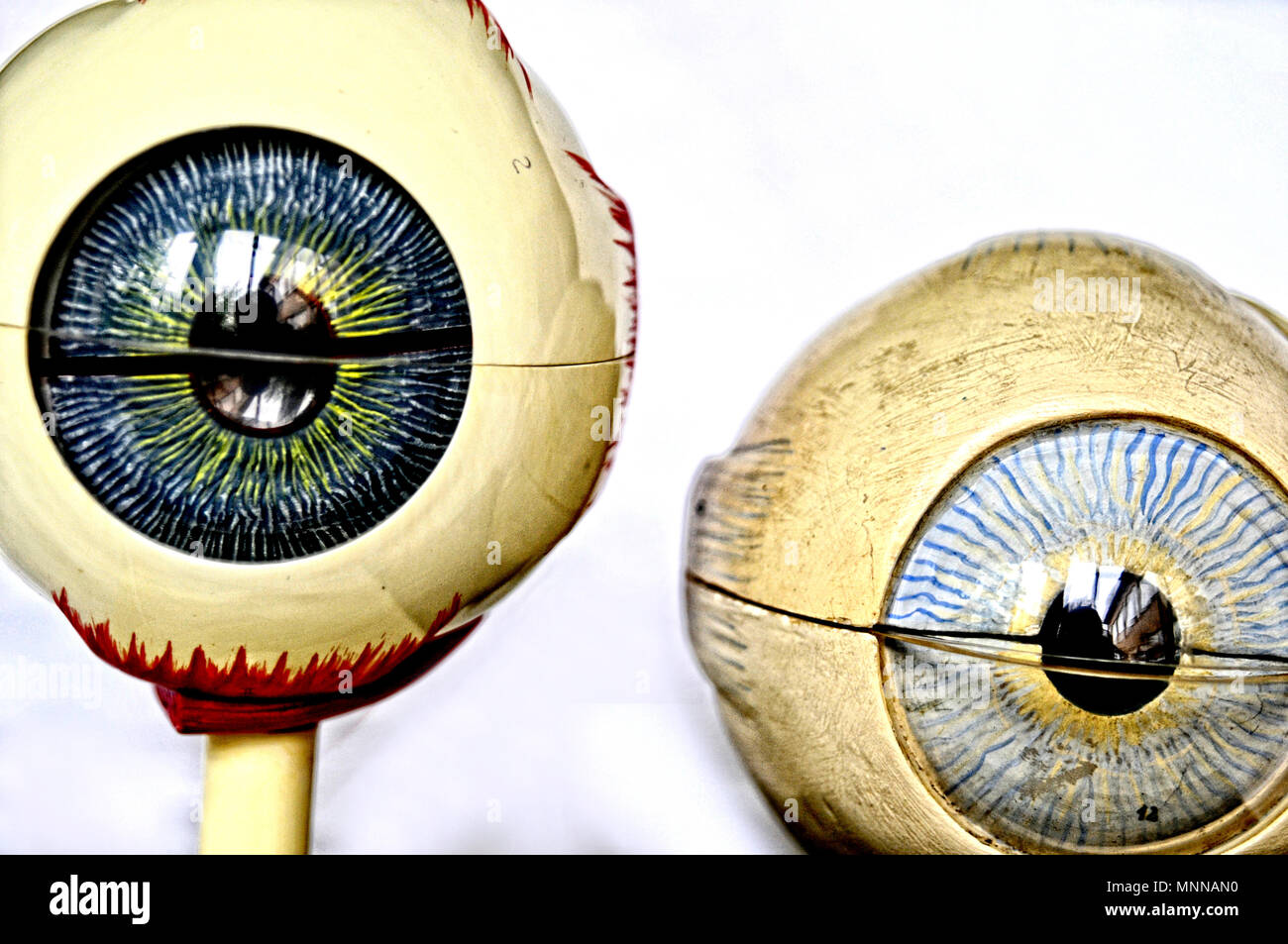 anatomical model: eyes, anatomisches model: augen Stock Photo