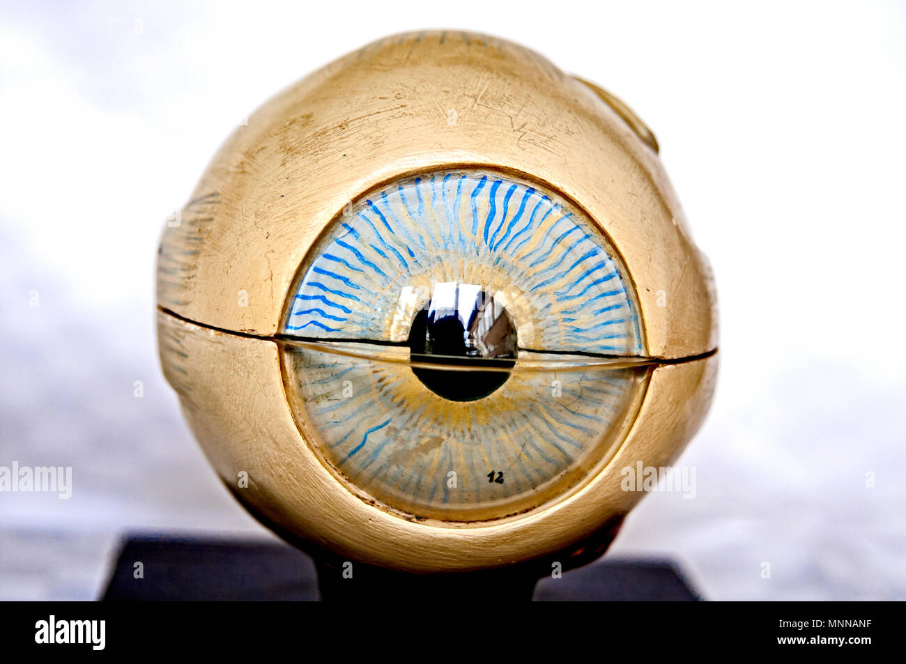 anatomical model eyes, anatomisches model augen Stock Photo Alamy