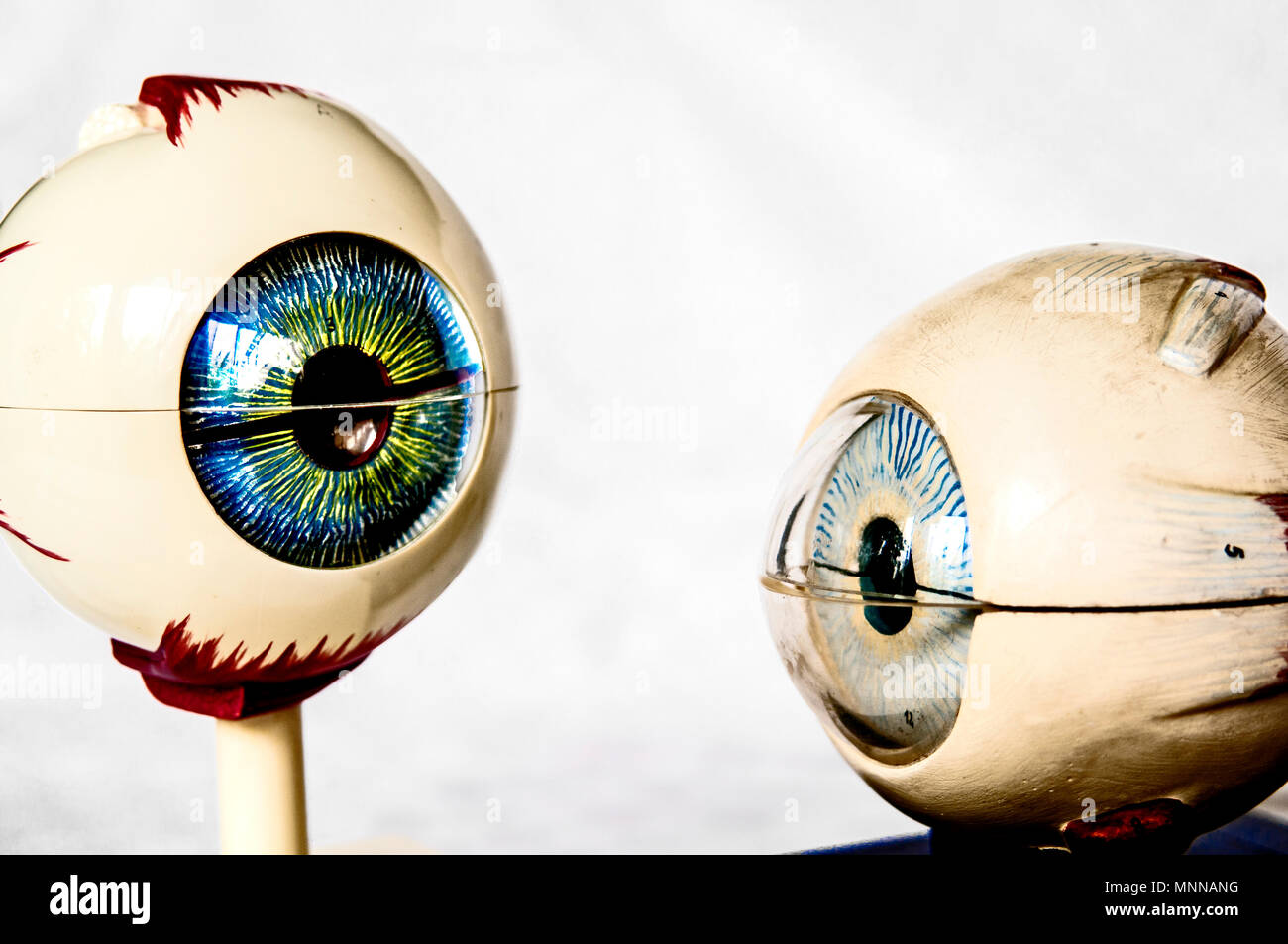 anatomical model eyes, anatomisches model augen Stock Photo Alamy